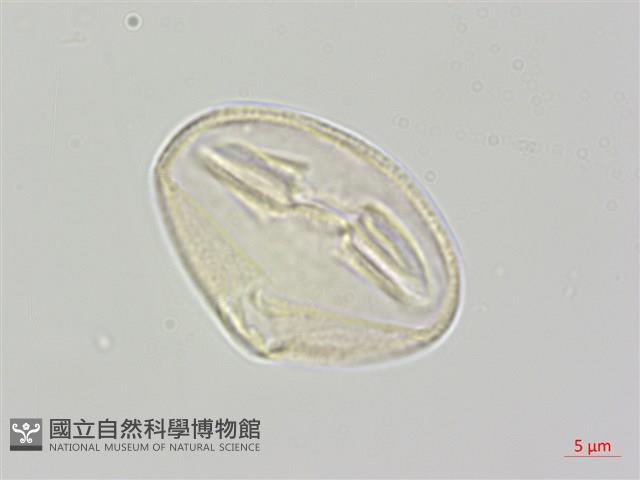 登錄號:S111332藏品圖，第3張