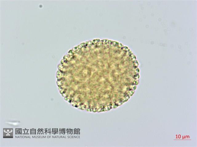 結香藏品圖，第3張