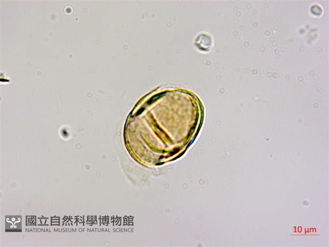 高氏桑寄生藏品圖，第3張