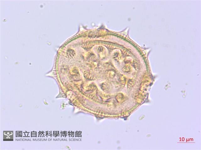 登錄號:S095832藏品圖，第3張