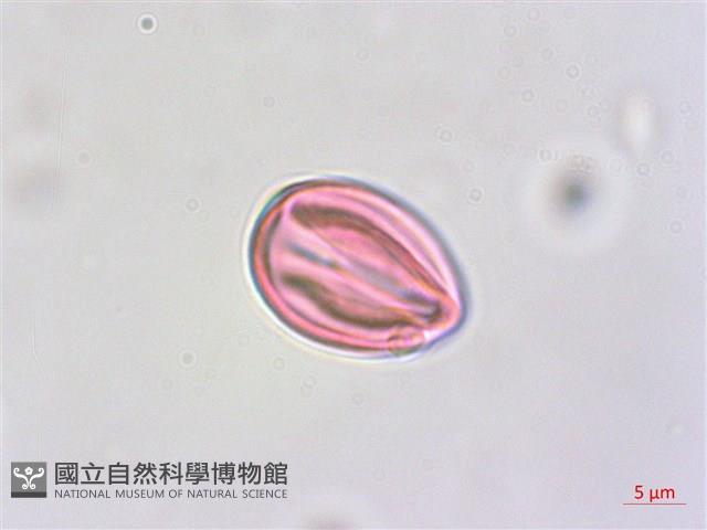 紫蘇草藏品圖，第3張