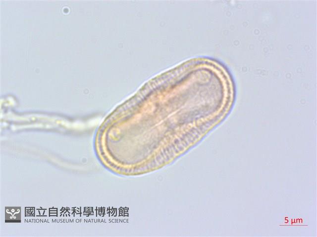 雪珠花藏品圖，第3張