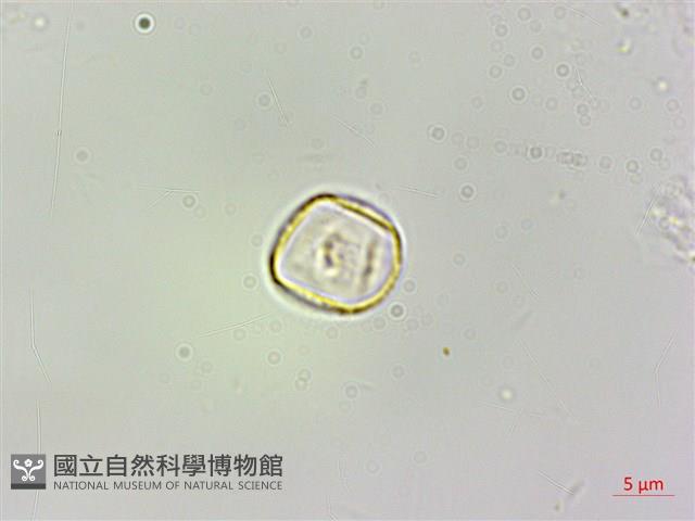 樓梯草藏品圖，第3張