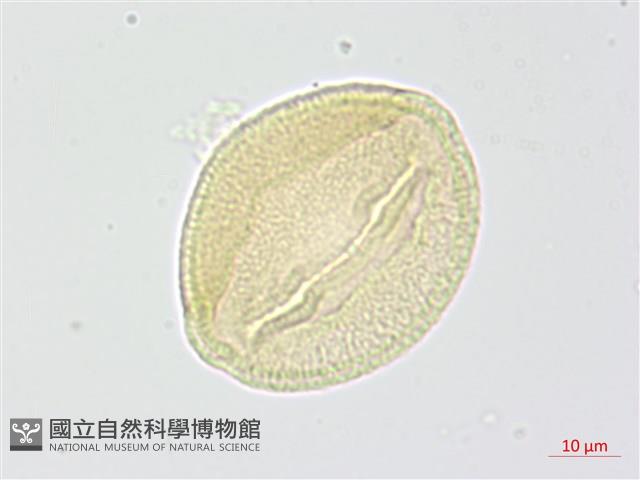 柳葉山茶藏品圖，第4張