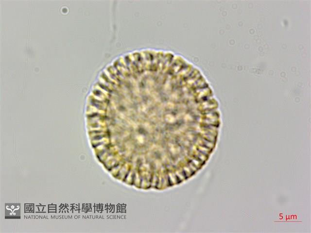 南嶺蕘花藏品圖，第3張