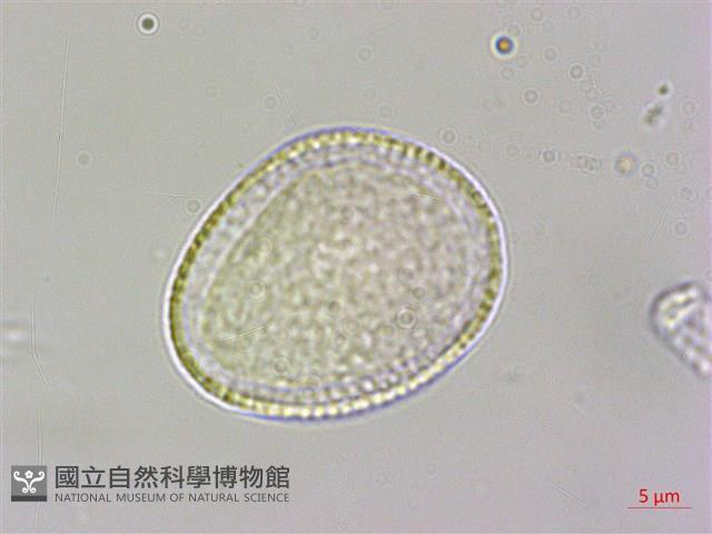 柚葉藤藏品圖，第4張