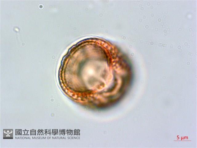 爵床藏品圖，第3張