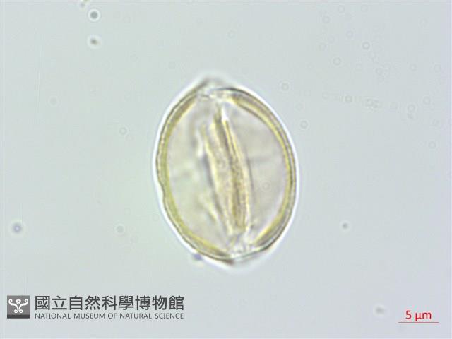 通條樹，喜馬山旌節花藏品圖，第3張