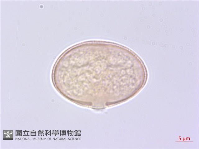 水芹菜藏品圖，第3張