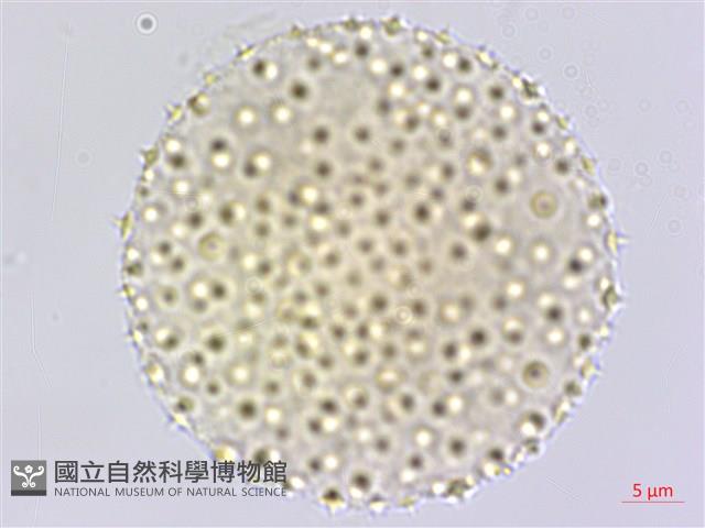 臺灣擦樹藏品圖，第4張