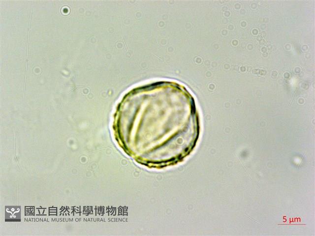 臺灣繡線菊藏品圖，第4張