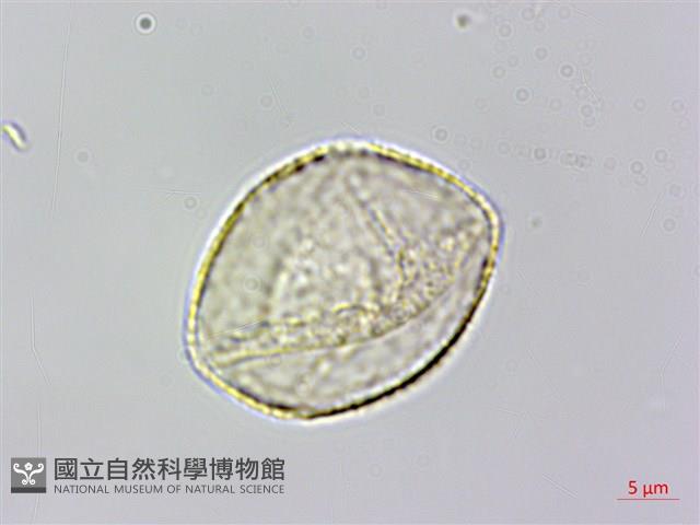 登錄號:S141242藏品圖，第3張