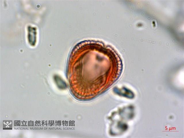 臺灣鱗球花藏品圖，第4張