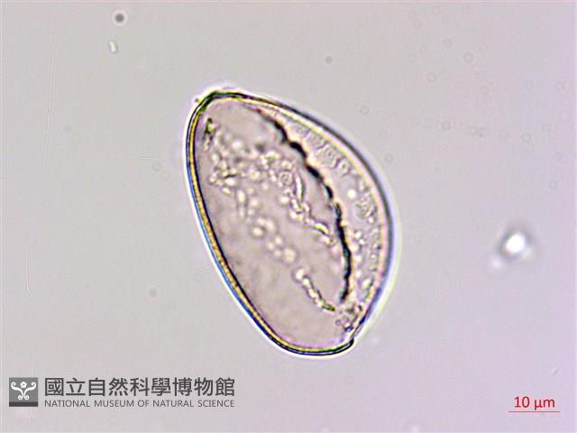 臺灣油點草藏品圖，第4張