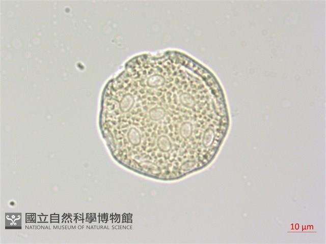 青葙藏品圖，第4張