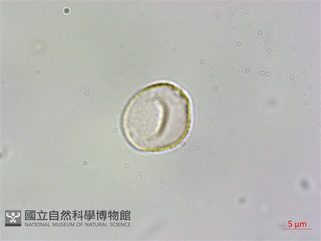 短角冷水麻藏品圖，第3張
