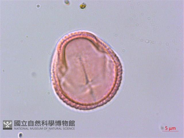 清風藤藏品圖，第3張