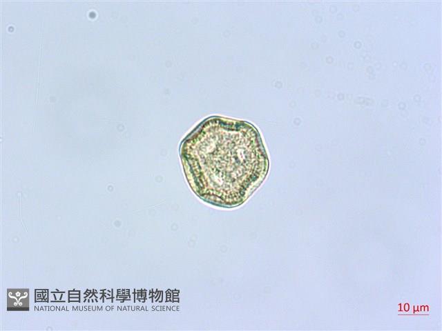 狗筋蔓藏品圖，第4張