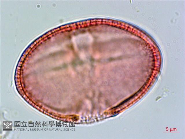 垂桉草藏品圖，第3張