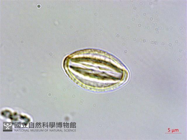 星果佛甲草藏品圖，第4張