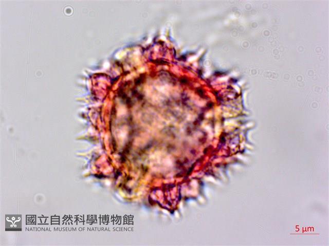 細葉假黃鵪菜藏品圖，第4張