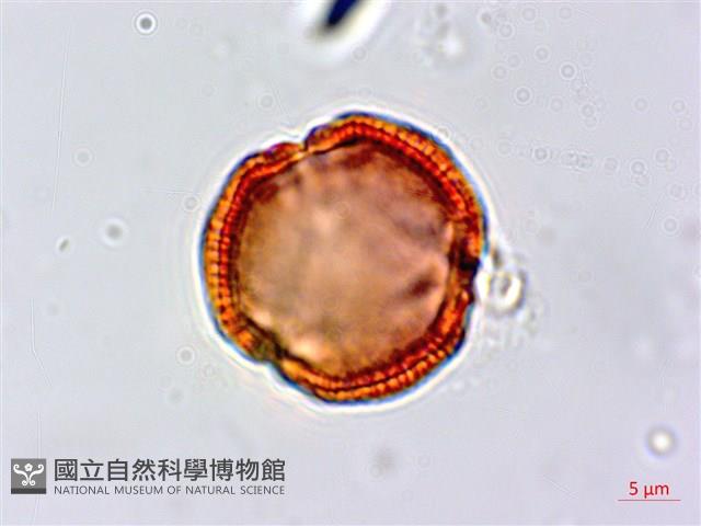 濱大戟藏品圖，第4張