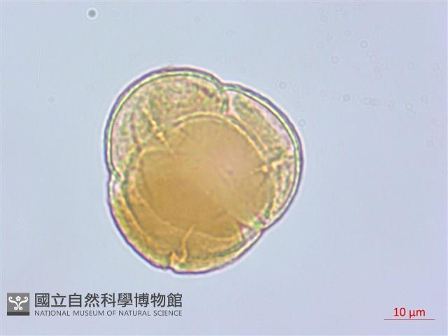 珍珠鹿蹄草藏品圖，第3張