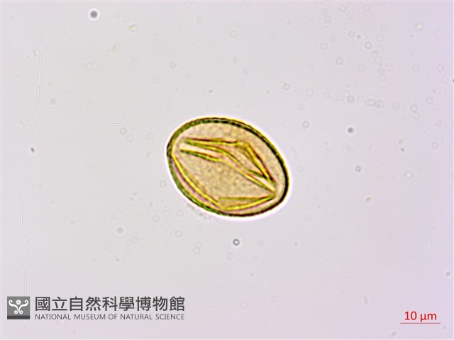 望江南藏品圖，第3張