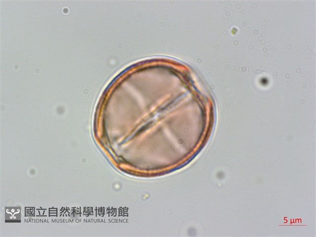 通條樹，喜馬山旌節花藏品圖，第3張