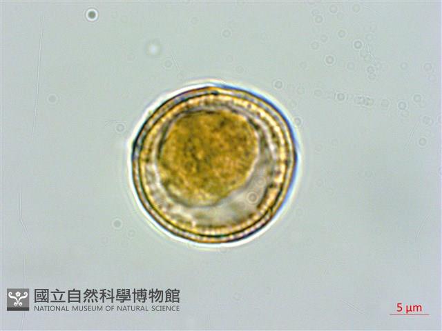 大肚山威靈仙藏品圖，第4張