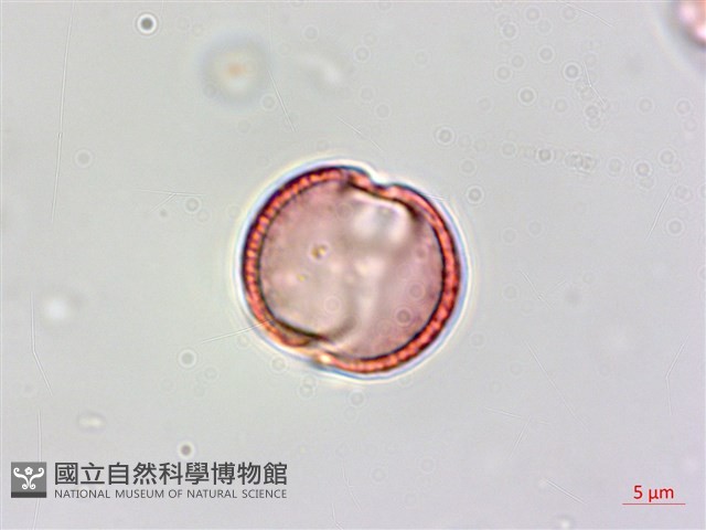 小刺山柑藏品圖，第3張