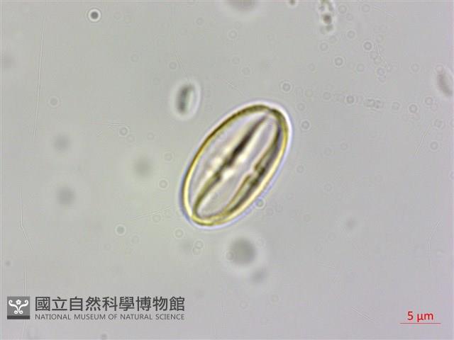 蘭嶼秋海棠藏品圖，第3張