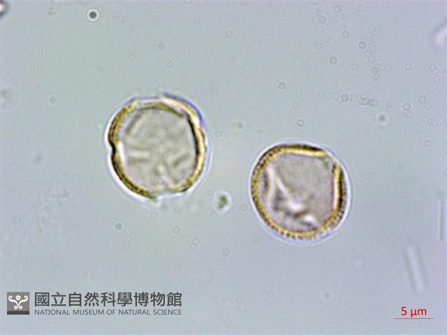 西印度櫻桃藏品圖，第3張