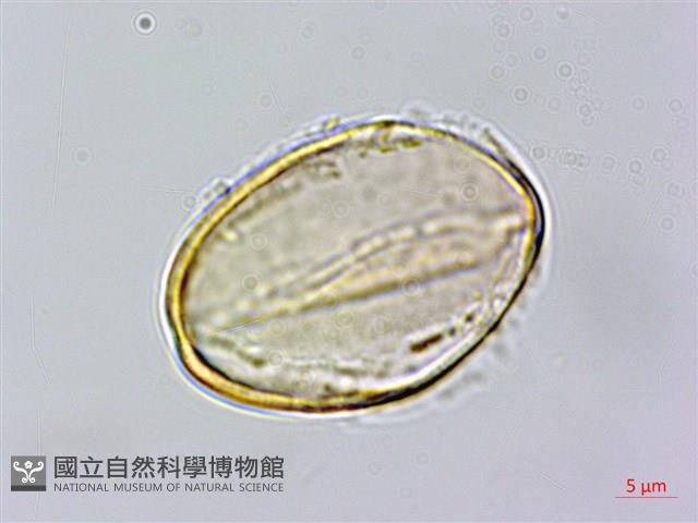 台灣假糙蘇藏品圖，第3張