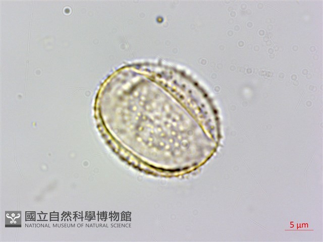 糙莖菝契、疣枝菝契藏品圖，第4張