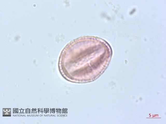 串鼻龍藏品圖，第4張