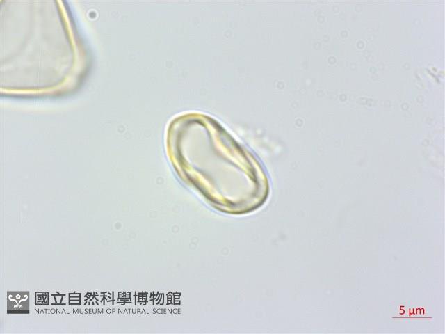 大花赤楠藏品圖，第4張