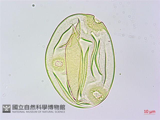 中華括樓藏品圖，第4張