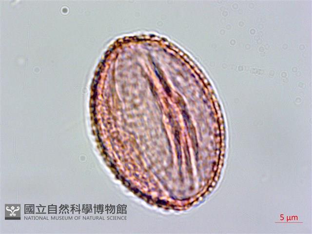 鴛鴦湖龍膽藏品圖，第3張