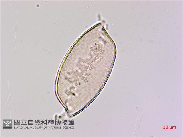 臺灣油點草藏品圖，第3張