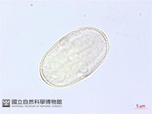 防風藏品圖，第3張