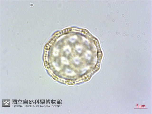 牛膝藏品圖，第4張