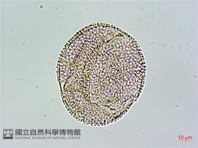 苦瓜藏品圖，第4張