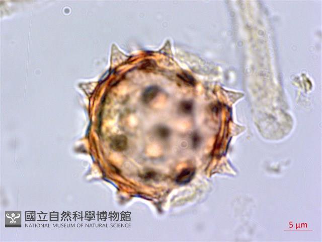 大頭艾納香藏品圖，第4張