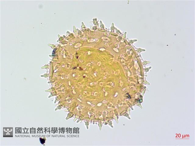 碗仔花藏品圖，第4張