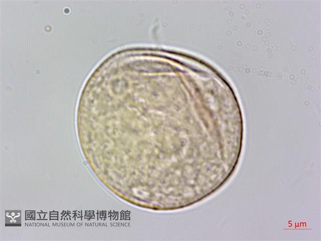 沙楠子樹藏品圖，第3張