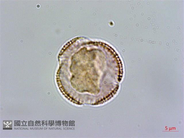 玉山筷子芥藏品圖，第3張