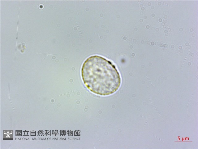 糙梗樓梯草藏品圖，第3張