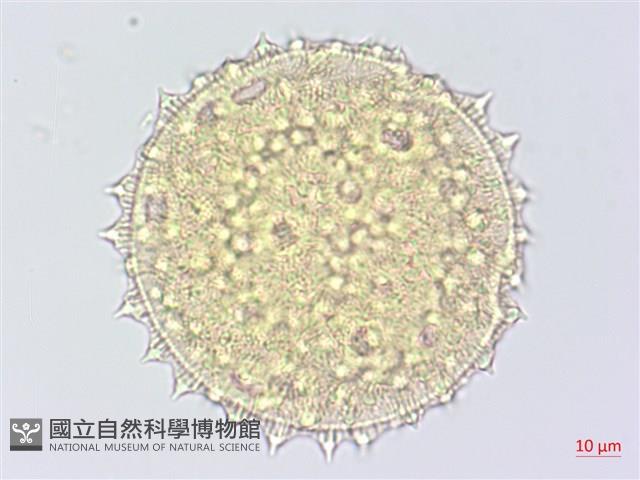 細葉金午時花藏品圖，第3張