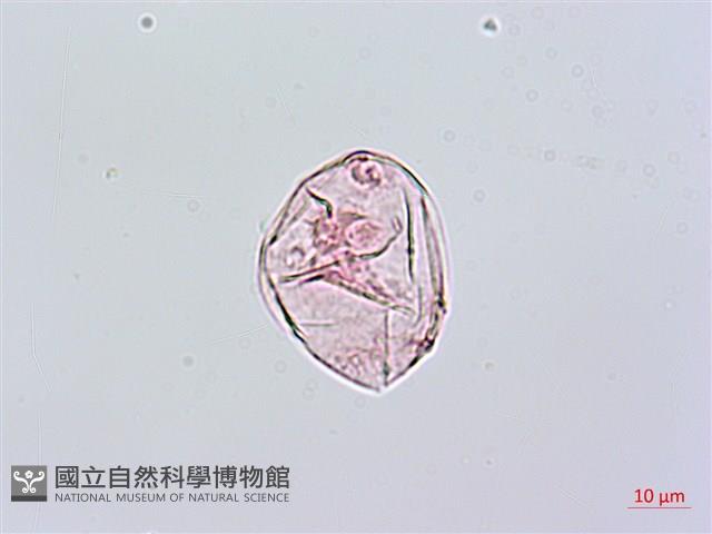 爬森藤藏品圖，第3張